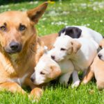 Hazle muchos mimos (Istock)