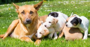 Hazle muchos mimos (Istock)