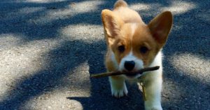 Palos de madera (Pixabay)