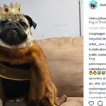 Doug the Poug (@dougthepoug)