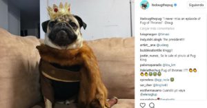 Doug the Poug (@dougthepoug)