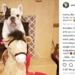 Manny the frenchie (@manny_the_frenchie)