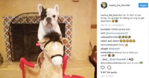 Manny the frenchie (@manny_the_frenchie)