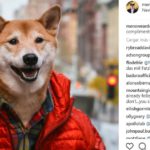 Bodhi (@mensweardog)