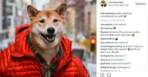 Bodhi (@mensweardog)