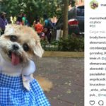 Marnie (@marniethedog)