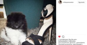 Milka (@milkapomeraninan)