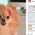 Valentina (@valentina_pomerania)