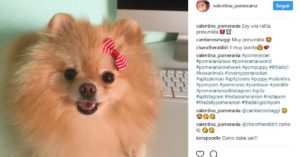 Valentina (@valentina_pomerania)