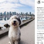 The dogist (@thedogist)