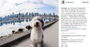 The dogist (@thedogist)