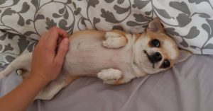 Odian salir a la calle y siempre quieren dormir (Marta Benayas)