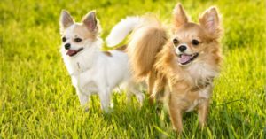 Son posesivos (Istock)