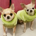 Siempre tienen frío (Marta Benayas)