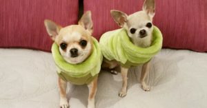 Siempre tienen frío (Marta Benayas)