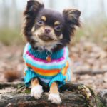 Son perros agresivos (Istock)