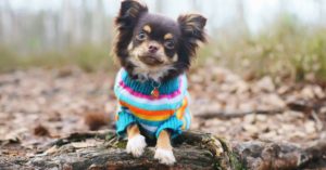 Son perros agresivos (Istock)