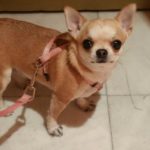 No son obedientes (Marta Benayas)