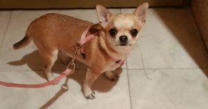 No son obedientes (Marta Benayas)