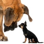Se llevan mal con otros perros (Istock)