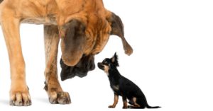 Se llevan mal con otros perros (Istock)