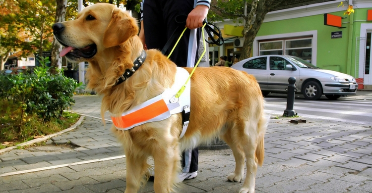 El perro guía y lazarillo suponen una gran ayuda a personas con discapacidad (Istock)