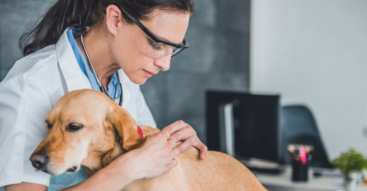 Acude al veterinario si ves que pueden desembocar en una enfermedad (Istock)