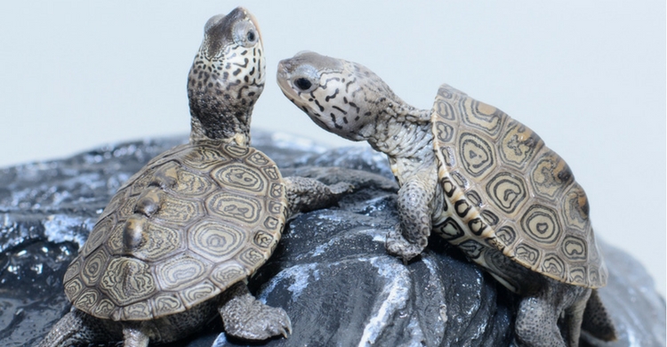 La tortuga alcanza la madurez sexual a los 7 años (Istock)