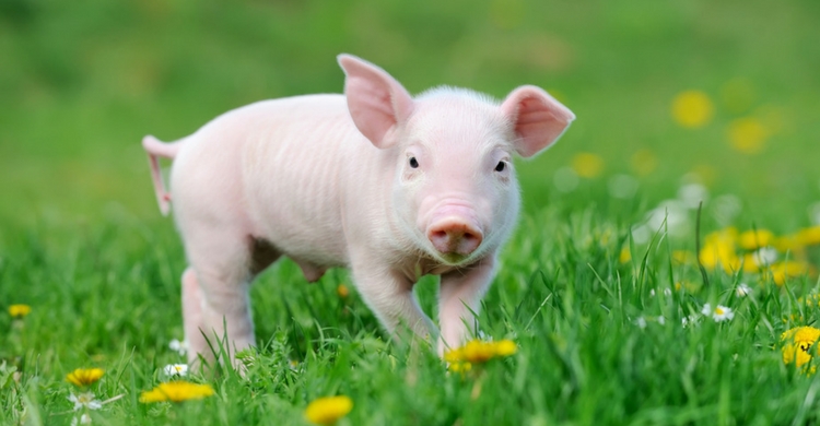 Te vas a enamorar de los mini pig (Istock)