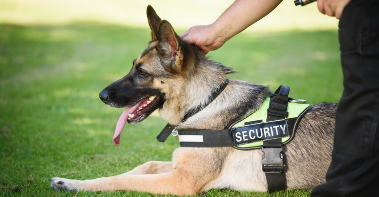 Los perros de seguridad son adiestrados desde su nacimiento (Istock)