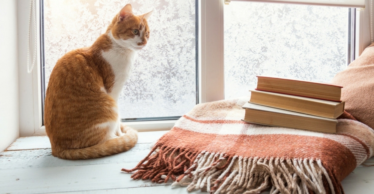 Es importante que sepas el coste medio antes de tener un gato (Istock)