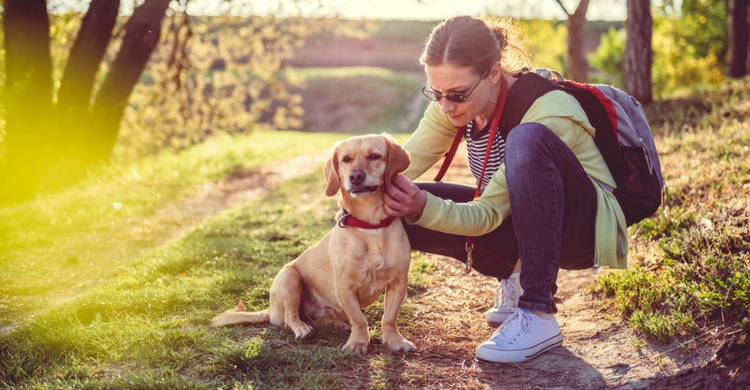 Vigila las zonas por las que se mueve tu perro (Istock)