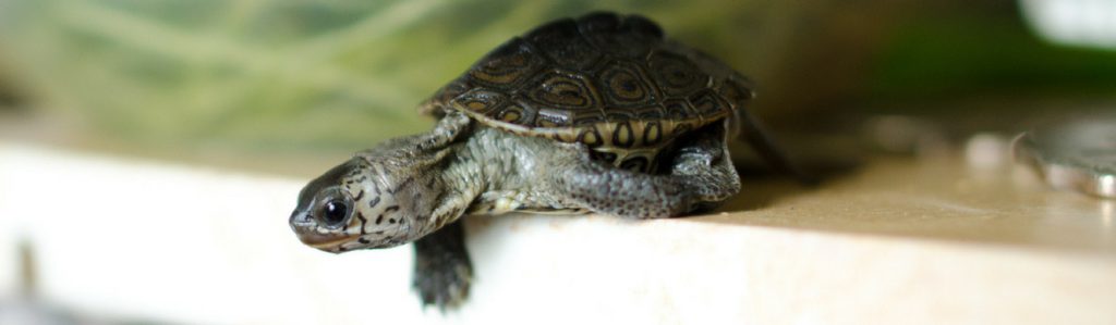 Cómo saber si mi tortuga está embarazada