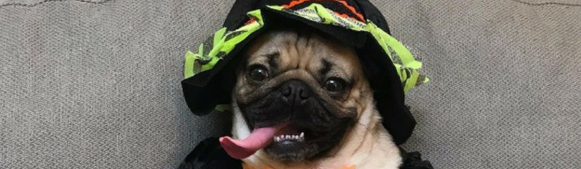 En Halloween disfraza a tu mascota (@itsdougthepug