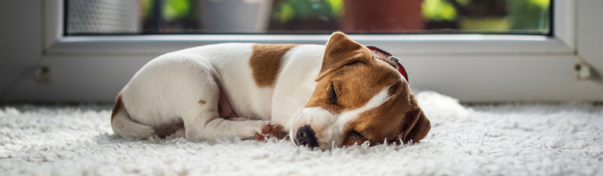 ¿Cómo pasar la primera noche con tu cachorro? ¡Muy fácil! (Istock)