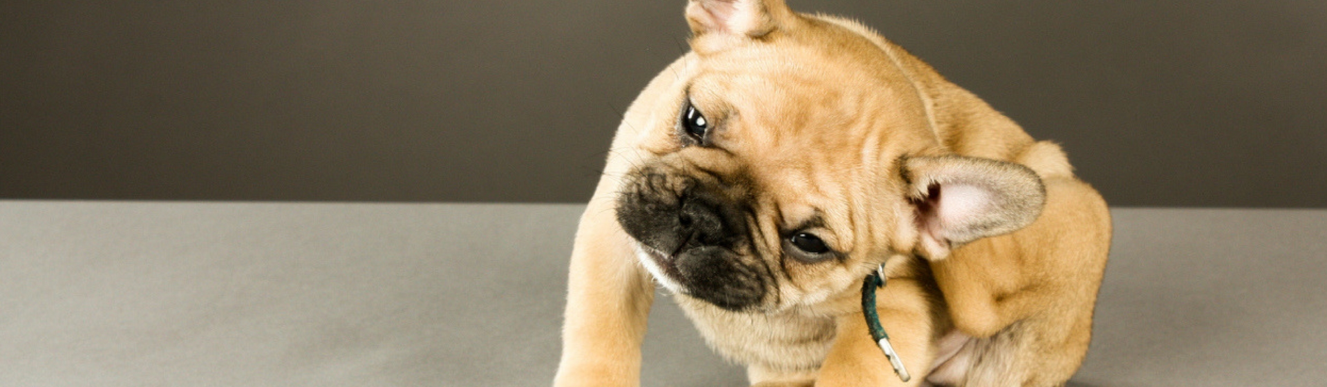 ¿Cómo detectar si mi perro tiene garrapatas? (Istock)