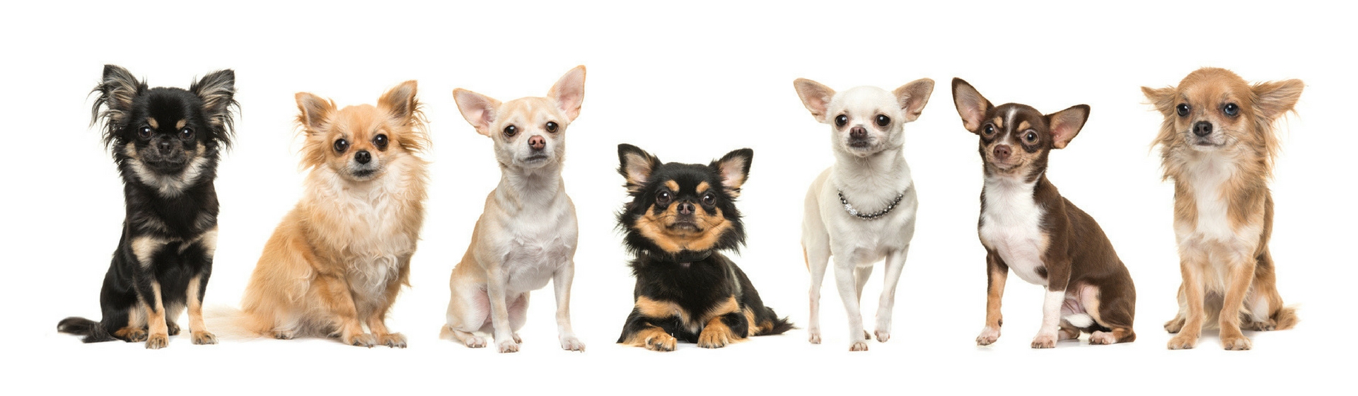 10 prejuicios que persiguen a todo chihuahua (Istock)