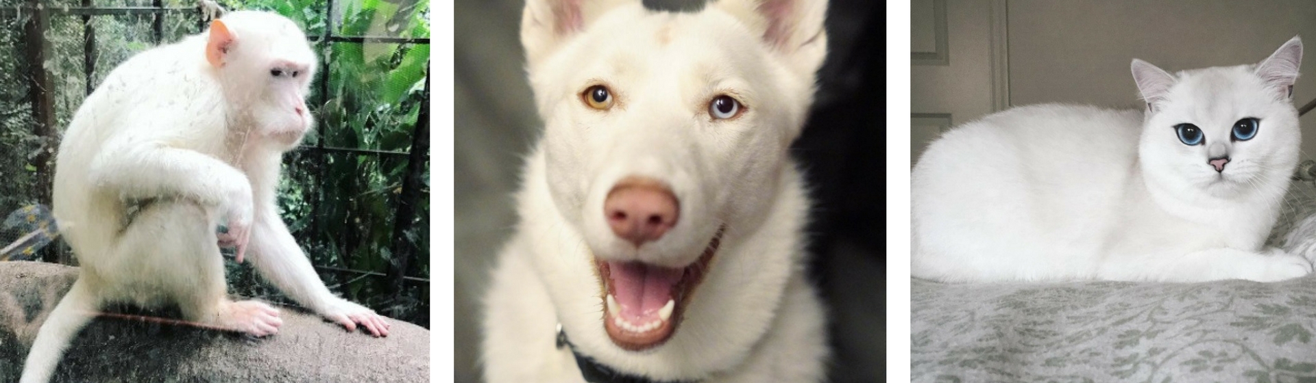 Los animales albinos no pueden ser más tiernos (Instagram)