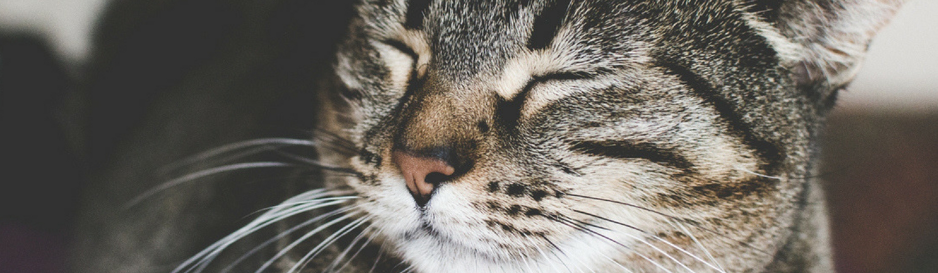 5 formas de acariciar a tu gato que le encantarán (Istock)