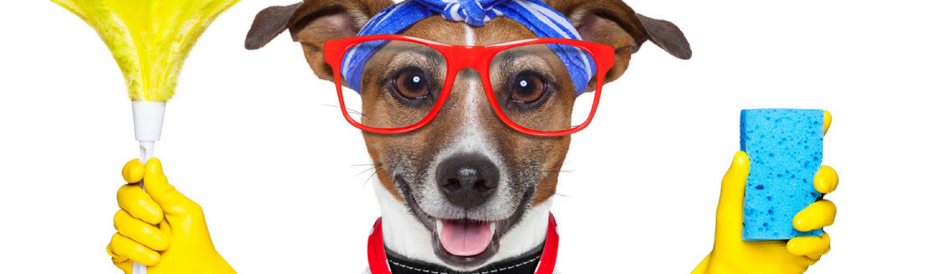 La limpieza es posible si vives con un perro (Istock)