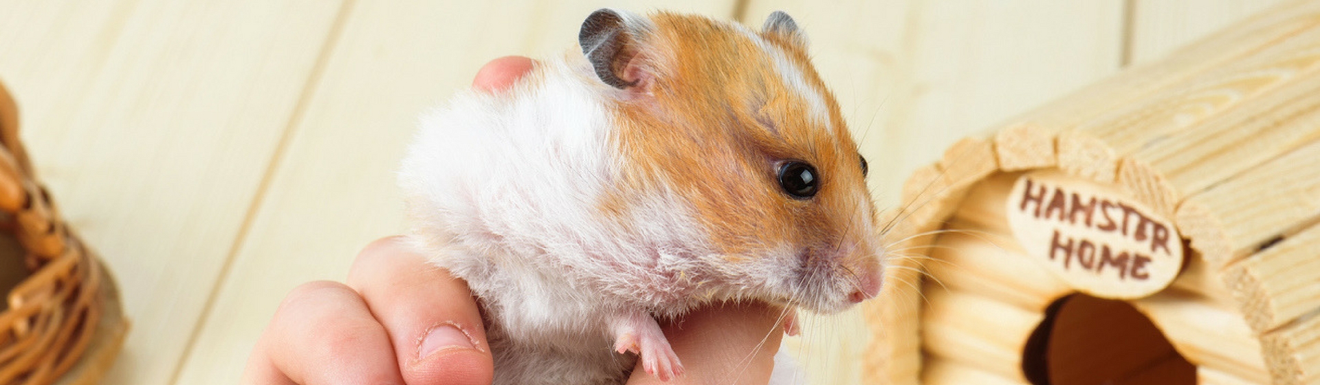 Los hámsters son muy juguetones (Istock)