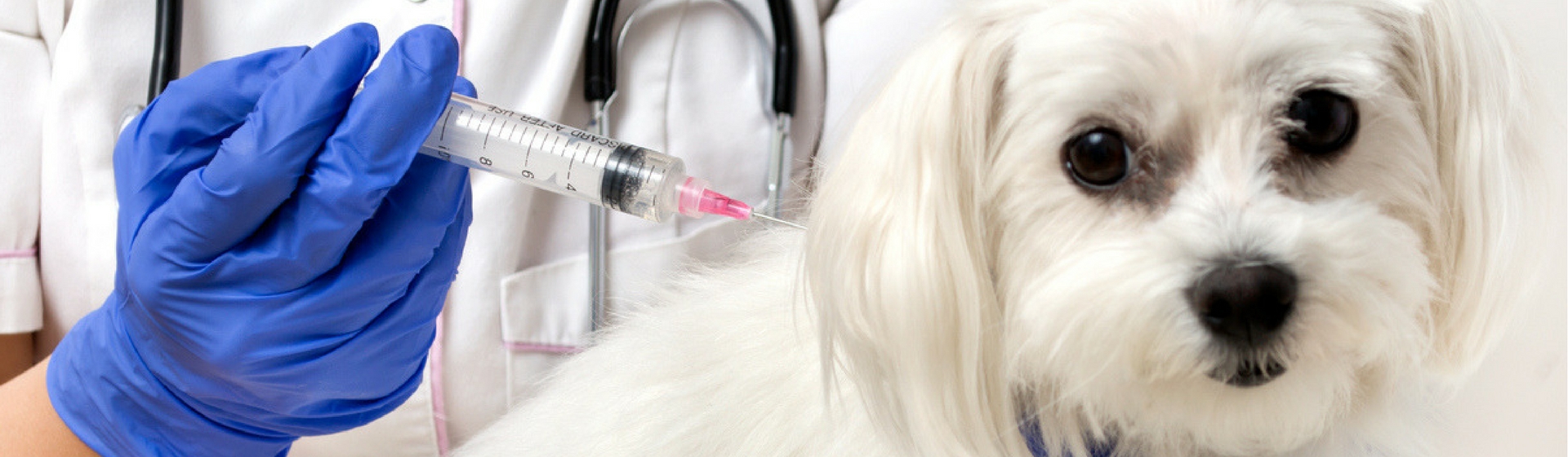 No te olvides de vacunar a tu mascota (Istock)