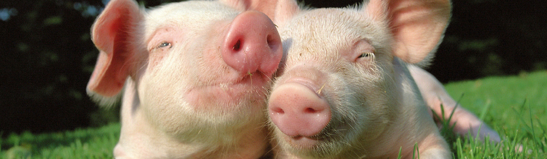 Un animal adorable (Istock)