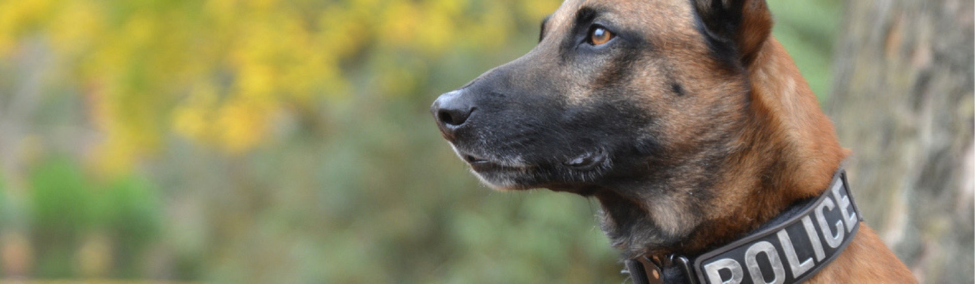 5 trabajos que hacen los perros y que nos encantan (Istock)