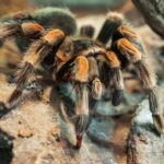 Las arañas (Istock)