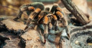 Las arañas (Istock)