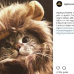 León (Instagram @elgatoysumelena)