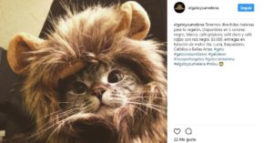 León (Instagram @elgatoysumelena)