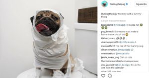 Momia (Instagram @itsdougthepoug)