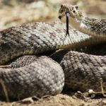 Las serpientes (Iscotk)